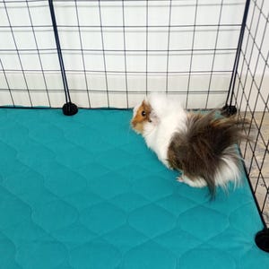 May include: A white and brown guinea pig with long fur is standing on a teal blue quilted cage liner. The guinea pig is looking to the left of the image.