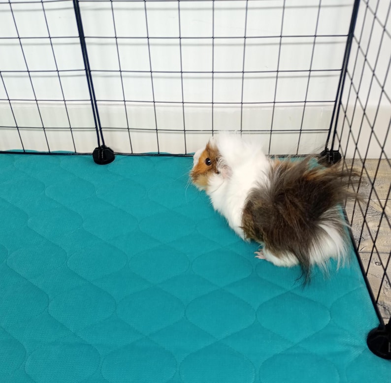 May include: A white and brown guinea pig with long fur is standing on a teal blue quilted cage liner. The guinea pig is looking to the left of the image.
