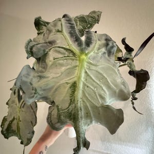 Alocasia Venom one healthy corm only USA exact corm  pictured not tc