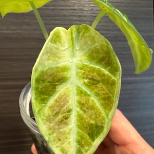 Alocasia Ninja Tricolor starter exact healthy plant 3 leaves variegated from corm USA