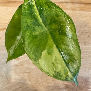 Alocasia Pink Dragon Aurea starter exact plant 2 leaves variegated USA