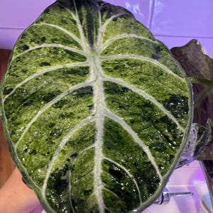 Alocasia Ninja Tricolor Albo Variegated One Healthy Big Corm only US