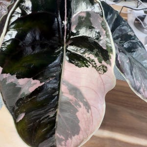 Alocasia Azlanii Pink Variegated one healthy Corm only USA
