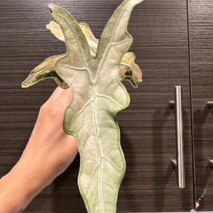 Alocasia Nobilis Pink Variegated Thai 2 leaf Healthy exact plant from corm USA