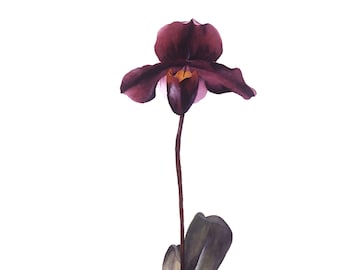 Botanical Print Paphiopedilum Orchid Lady Slipper Illustration