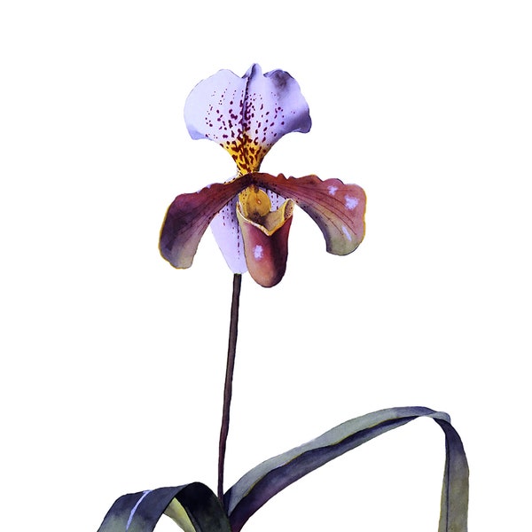 Botanical Print Paphiopedilum Orchid Lady Slipper Illustration