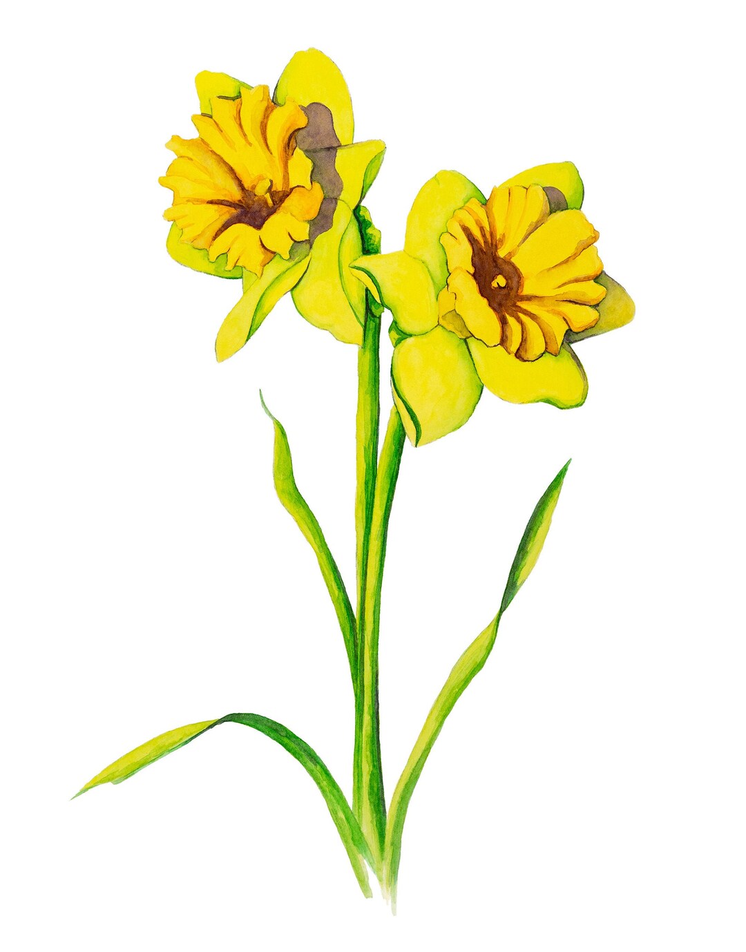 Daffodils Floral Botanical Matted Print Etsy