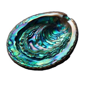 May include: A large iridescent abalone shell with a deep, swirling pattern of blues, greens, and purples. The shell is smooth and polished, with a natural, organic shape.