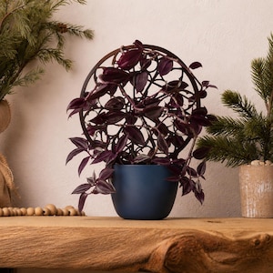 Op de afbeelding: Een Tradescantia zebrina plant met donkerpaarse en zilverkleurige gestreepte bladeren die groeit op een rond, donkerbruin metalen latwerk. De plant staat in een gladde, matte marineblauwe keramische pot met een afgeronde onderkant.