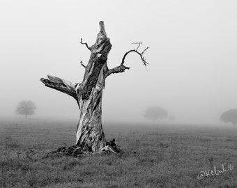 Alone Fine Art Photography Black and White dramatic home decor dreamy mystical foggy landscape Texas winter field large wall art romantic