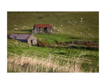 Stone Sheds Fine Art Photography Shetland Scotland farm rural sheep rolling green hills simple pastoral peaceful beautiful home decor Art