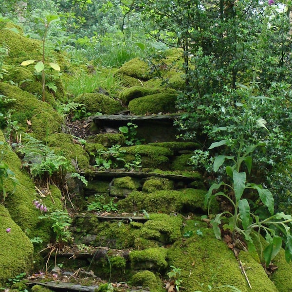 Fairie Stair English Garden Fairy Fine Art Photography Emerald Moss Romantic steps hidden secret fern woodland abandoned magic