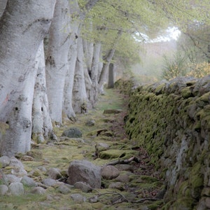 The Magic Between Fine Art Photography Scotland landscape Mystery Soft Green Dreamy Stone and Wood Outlander Magic Time travel romance love image 1