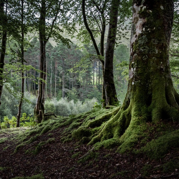 Mossy Magic Fine Art Photography Scotland Landscape Mystical Woodland Outlander inspired Soft green Romantic Home Decor shadowy Glen Trees