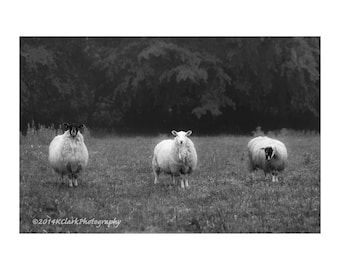 We Three Sheep Fine Art Photography Black and White Scottish Sheep Rural life simple country farm life quirky funny large wall art Scotland