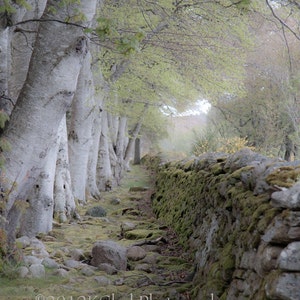 The Magic Between Fine Art Photography Scotland landscape Mystery Soft Green Dreamy Stone and Wood Outlander Magic Time travel romance love image 2