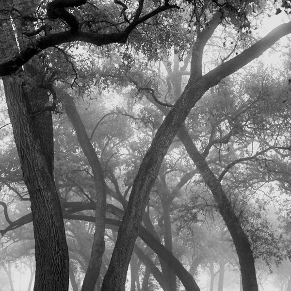 The Oak's Ballet Black and White Landscape Fine Art Photography Dramatic Dreamy Romantic home decor Foggy Misty woodland glade Magic mystic