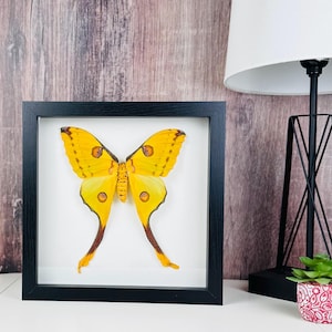 Argema Mittrei Moth Female, Giant Yellow Moth, Real Moth, 9x9 Frame