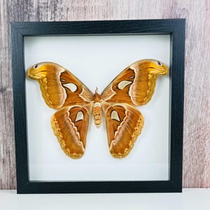 Giant female Atlas Moth, Attacus Atlas, Real Moth, Mounted in Shadow Box Frame