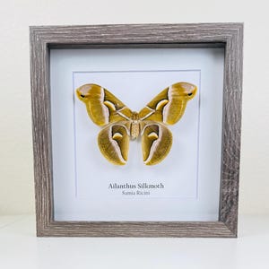 Ailanthus Silkmoth, real moth, mounted in 9x9 frame, great gift for nature enthusiasts