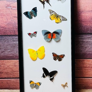 11 Incredible, REAL butterflies mounted in long rectangular frame, butterfly specimens, great gift idea