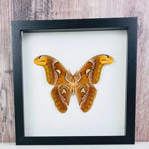 Giant Male Atlas Moth in Shadow Box Frame, Real Moth Mounted in 9x9