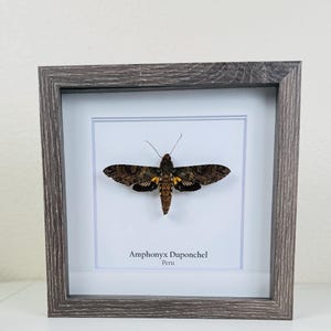 Amphonyx Duponchel Moth, real moth, in 9x9 frame, great gift for nature enthusiasts