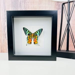 Madagascar Sunset Moth, Real Moth Butterfly Display, Mounted in Black Shadow Box Frame