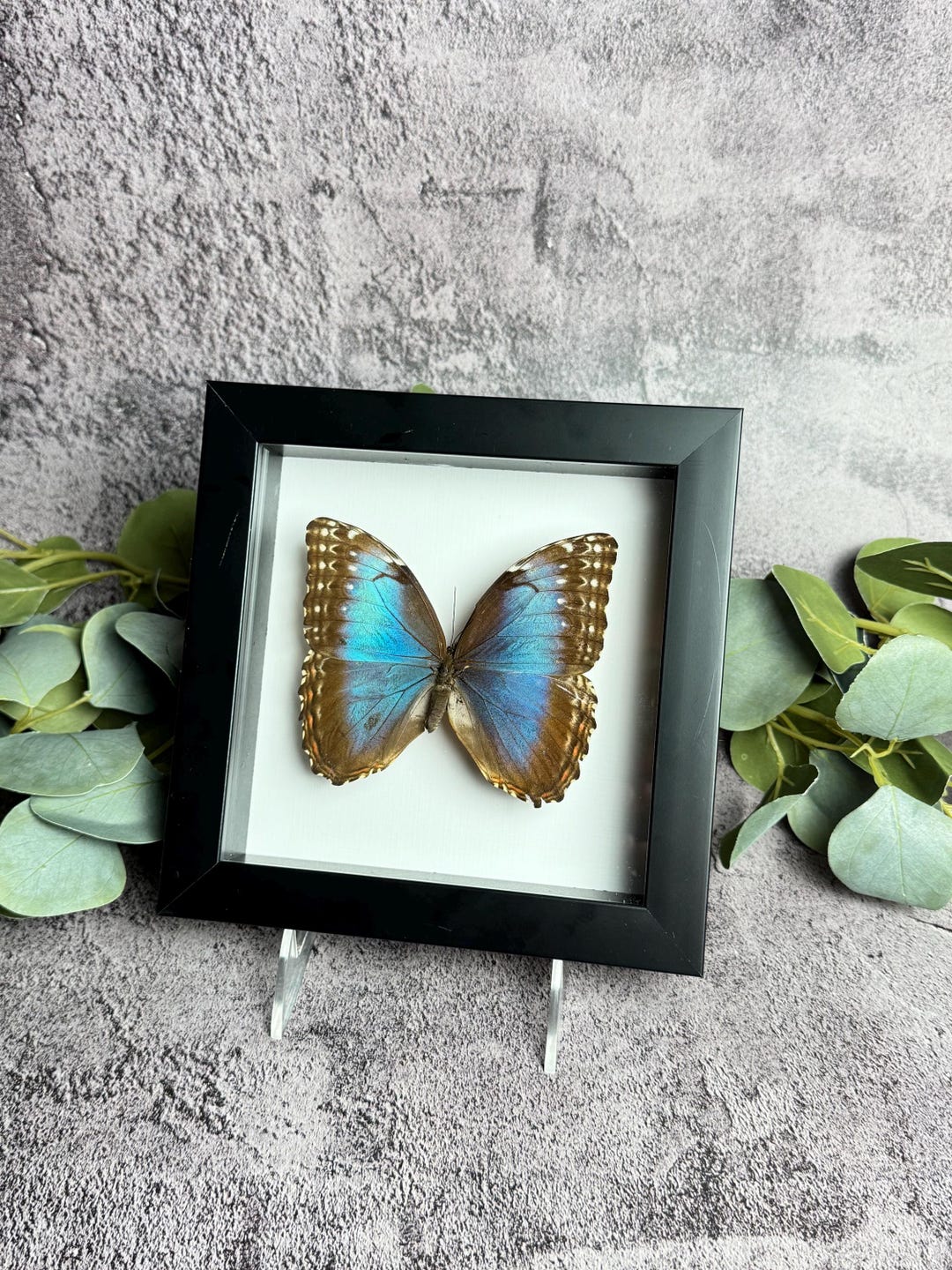 Morpho Helenor in 7x7 Black Shadow Box, Glass Panel, Beautiful Real ...