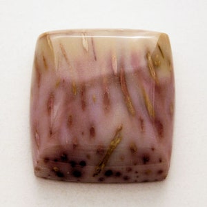 Unglaublicher versteinerter Palmholz Cabochon