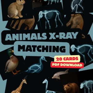 Könnte beinhalten: Ein digitaler Download mit Tier-Röntgenbild-Matching-Karten. Das Bild zeigt Illustrationen verschiedener Tiere, ihre Röntgenbilder und den Text "ANIMALS X-RAY MATCHING" und "20 CARDS PDF DOWNLOAD".