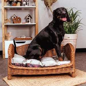 Puede incluir: Un perro negro sentado en una cama de perro de mimbre con un cojín blanco y marrón. La cama está sobre una alfombra marrón claro.