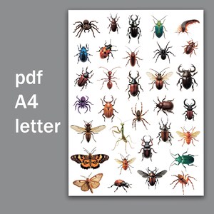 Pegatinas de escarabajos, insectos, mariposas, arañas. Insectos exóticos. Archivos pdf, a4, carta.