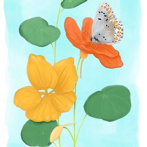 Nasturtium - Digital Botanical Illustration