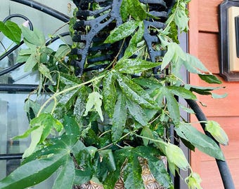 3D Printed Ribcage Plant Trellis: Gothic Halloween Decor