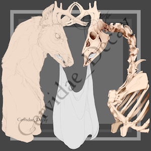 May include: A digital illustration of a deer skull and a deer head with antlers. The deer head is flesh-toned and the skull is bone-colored. The deer head is on the left side of the image and the skull is on the right. A white cloth hangs between the two. The text "Cervidae_Decay" is at the bottom of the image.