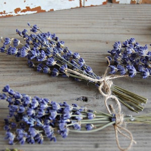 12 each Dried Lavender Mini Bunches / Wedding Shower Favors / Mini Lavender Bouquets / Lavender Sprigs / Wedding Decor /Shower Decor