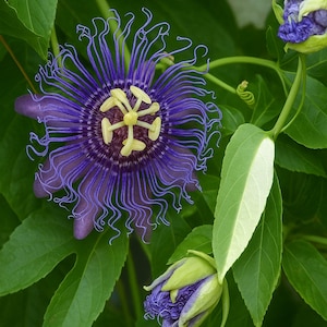 Fragrant Passion Flower Vine: Hardy Ornamental Plant, Edible Fruit