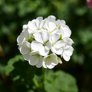 May include: A close-up of a cluster of white geranium flowers in full bloom. The petals are delicate and layered, with a slight green hue at the center. The background is a soft blur of green foliage.