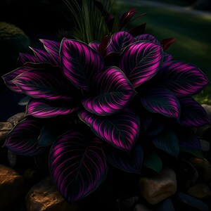 25 Purple Tip Calathea Seeds, Rare Tropical Indoor Plant, Vibrant Foliage, Easy to Grow, USA Seller, Beautiful flower, Fast Shipping