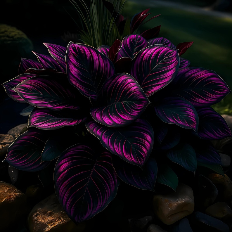 25 Purple Tip Calathea Seeds, Rare Tropical Indoor Plant, Vibrant Foliage, Easy to Grow, USA Seller, Beautiful flower, Fast Shipping