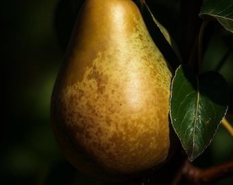 25 Beth Pear Seeds: Rare Tropical Fruit, Home Garden Planting