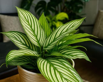 May include: A potted Calathea plant with vibrant green and white striped leaves. The plant is in a textured, off-white ceramic pot, sitting on a wooden surface. The background includes other plants and a glimpse of a couch.