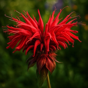 Red Bee Balm Seeds: Monarda didyma, Hummingbird & Butterfly Attractant