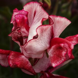 May include: Close-up of a vibrant flower with ruffled petals. The petals display a gradient of colors, transitioning from deep red edges to soft pink and white interiors. The flower's intricate details and textures are highlighted against a dark background.
