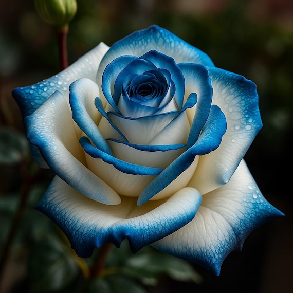 Sapphire Gem Blue Rose 25 Seeds: Heirloom Non-gmo - Etsy