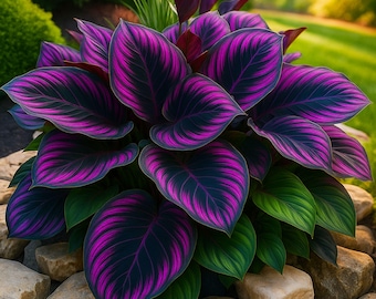 May include: A vibrant plant with large, patterned leaves in shades of deep purple and magenta, accented with dark green. The plant is surrounded by light brown rocks, with a blurred green background.
