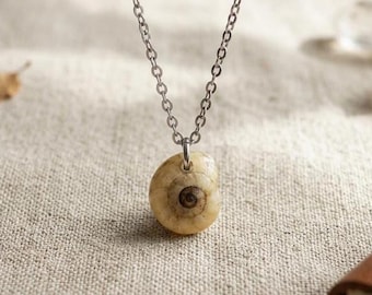 May include: A silver-toned metal chain necklace featuring a small, natural spiral snail shell pendant. The shell is cream-coloured with a dark brown centre point, suspended from a simple metal jump ring attached to the delicate link chain.
