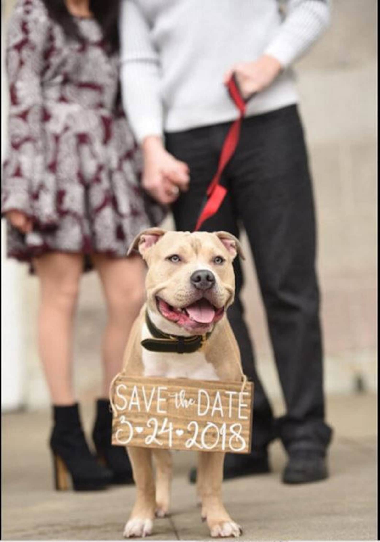 Dog Save the Date Signs Save the Date Dog Signs Our Humans Etsy