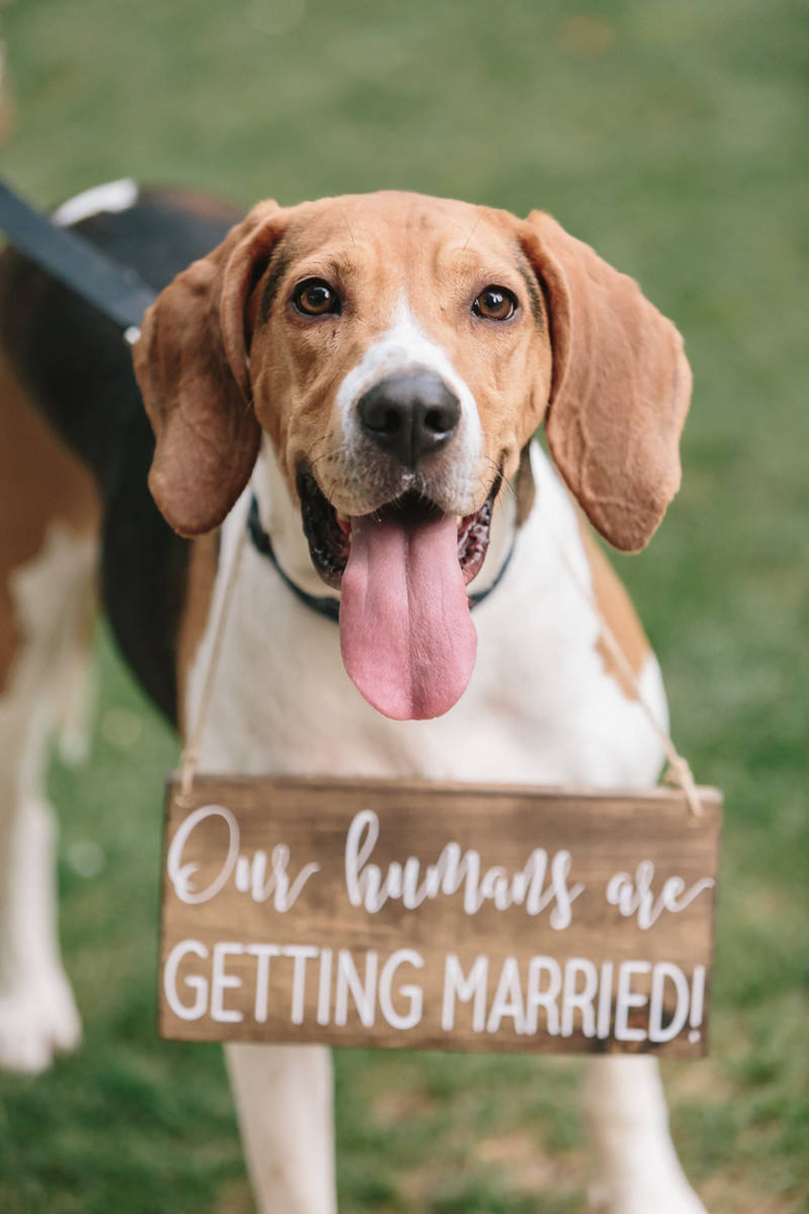 Dog Save the Date Signs Save the Date Dog Signs Our Humans Etsy